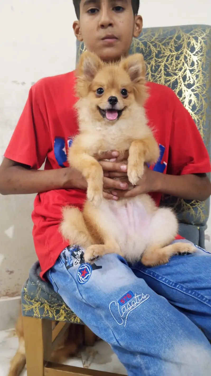 show class Pomeranian — photo 6
