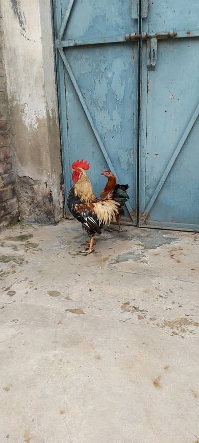 Active breaded hens pair