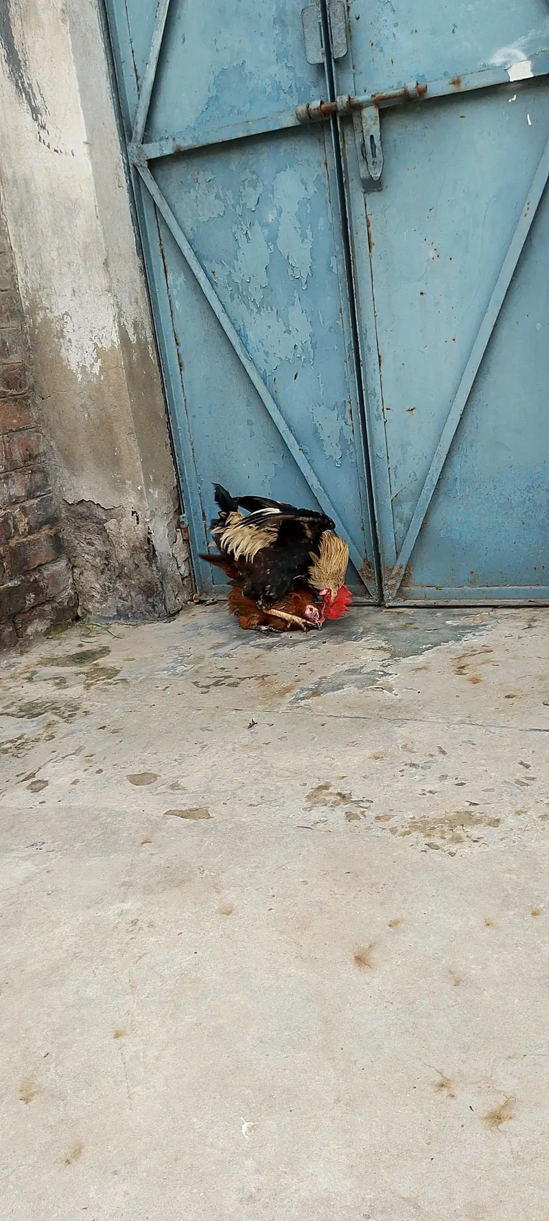 Active breaded hens pair — photo 2