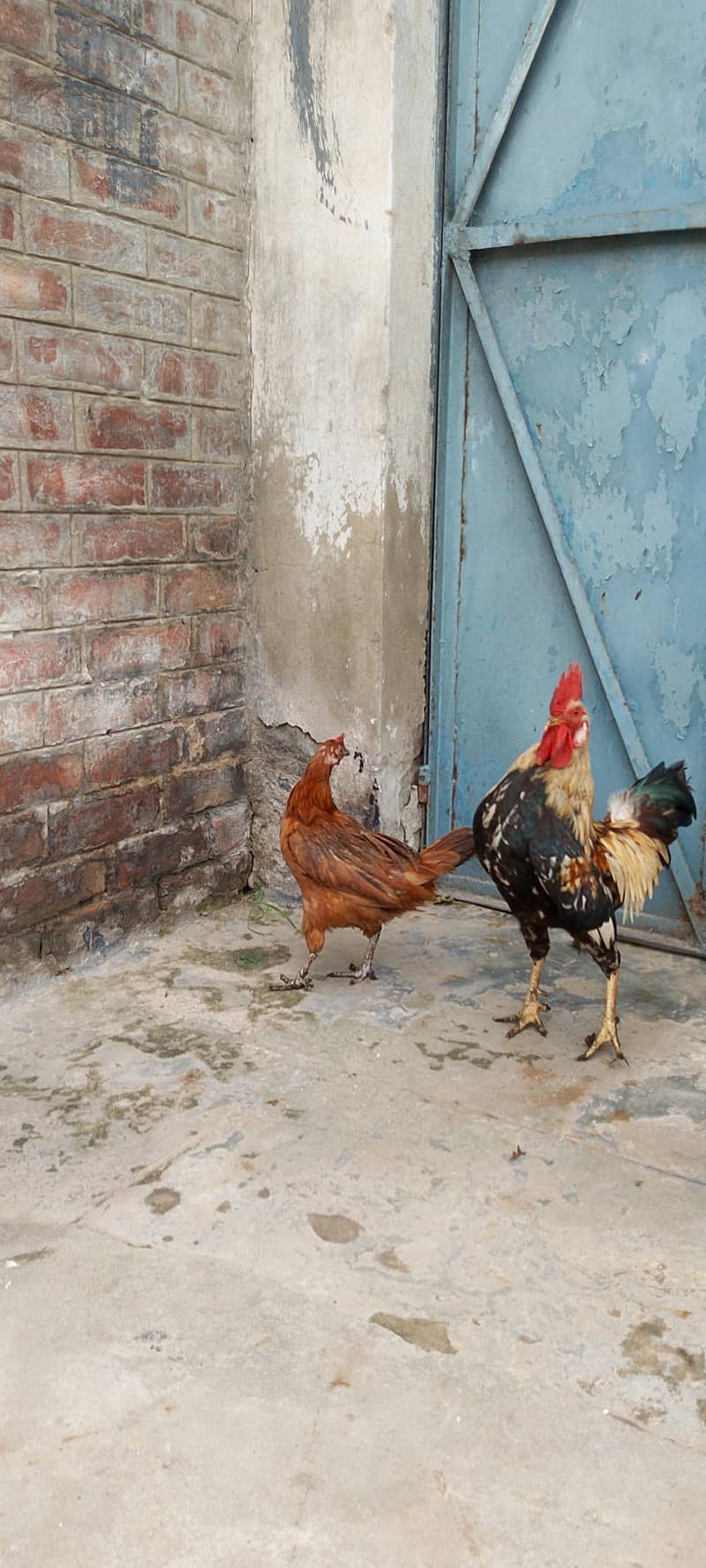 Active breaded hens pair 2
