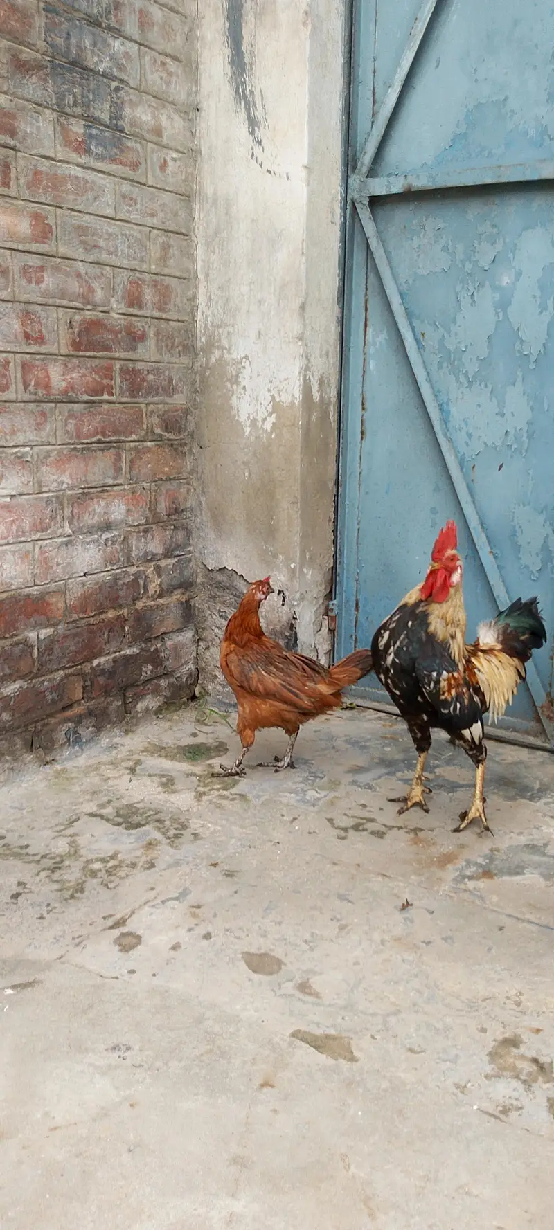 Active breaded hens pair — photo 3