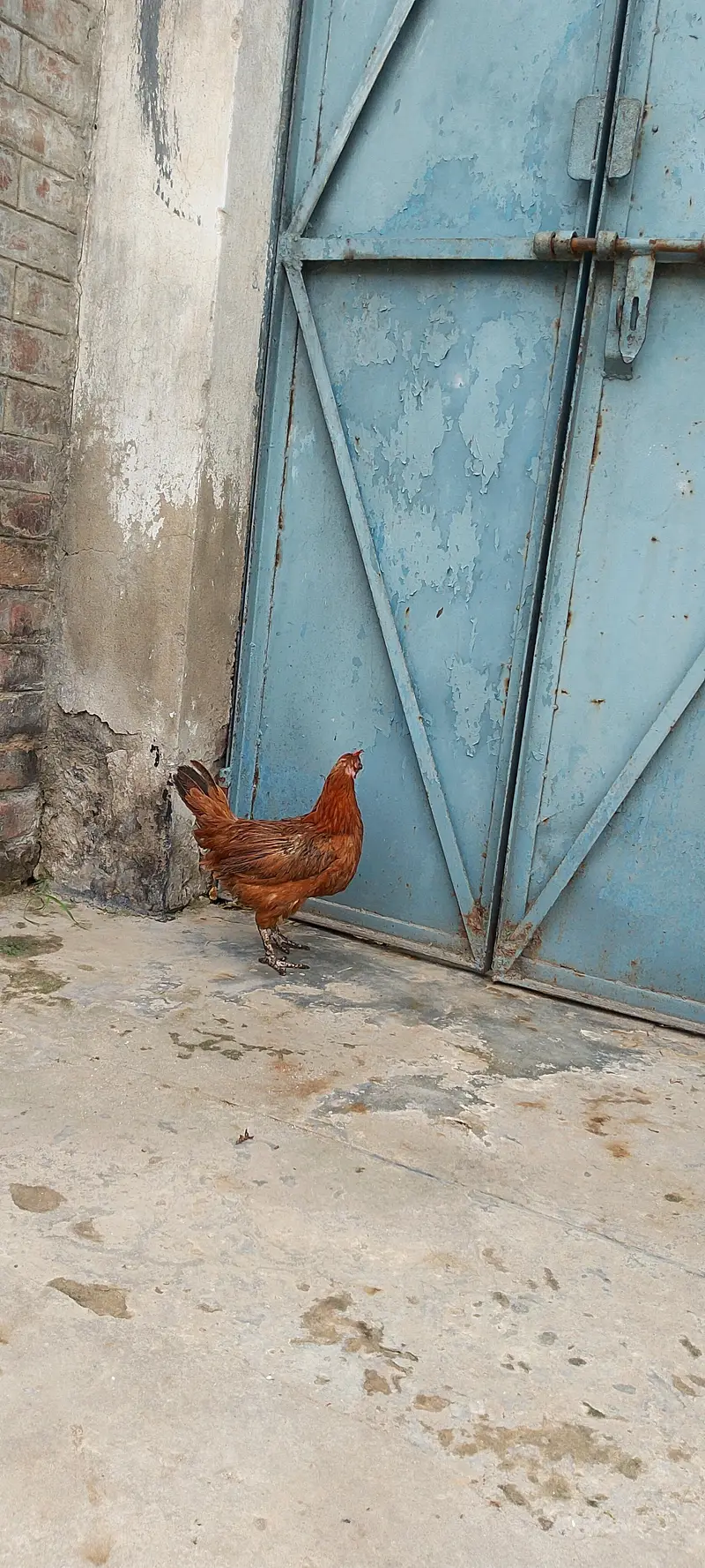 Active breaded hens pair — photo 4
