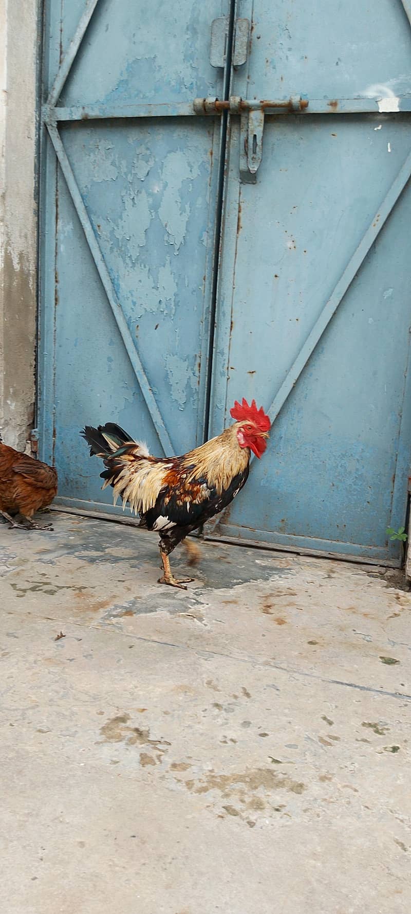 Active breaded hens pair 4