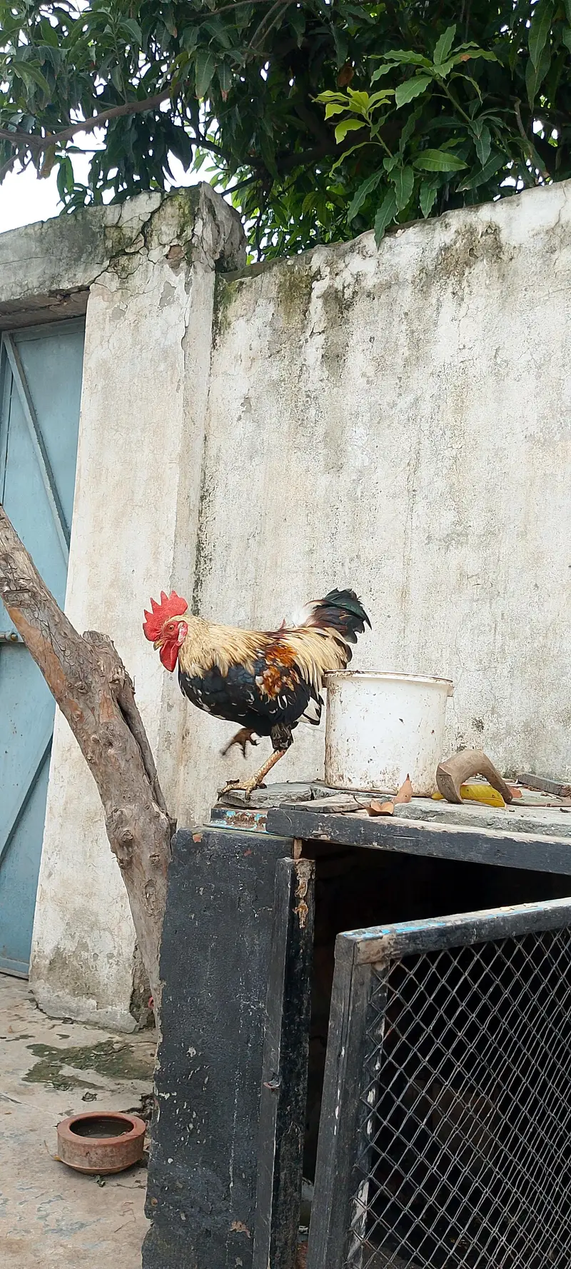 Active breaded hens pair — photo 6