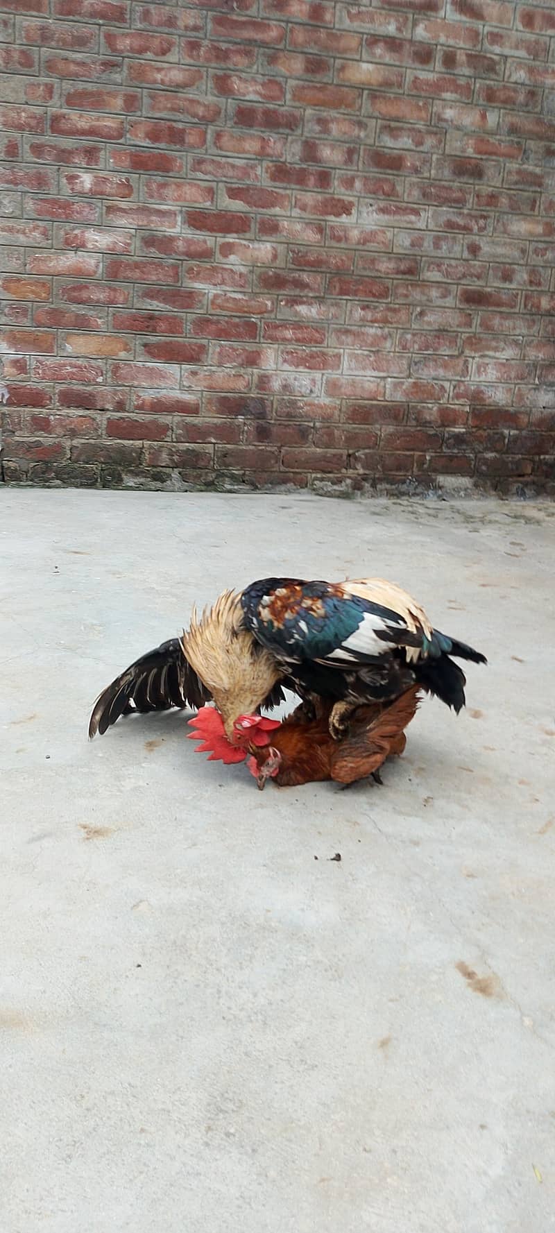 Active breaded hens pair 6