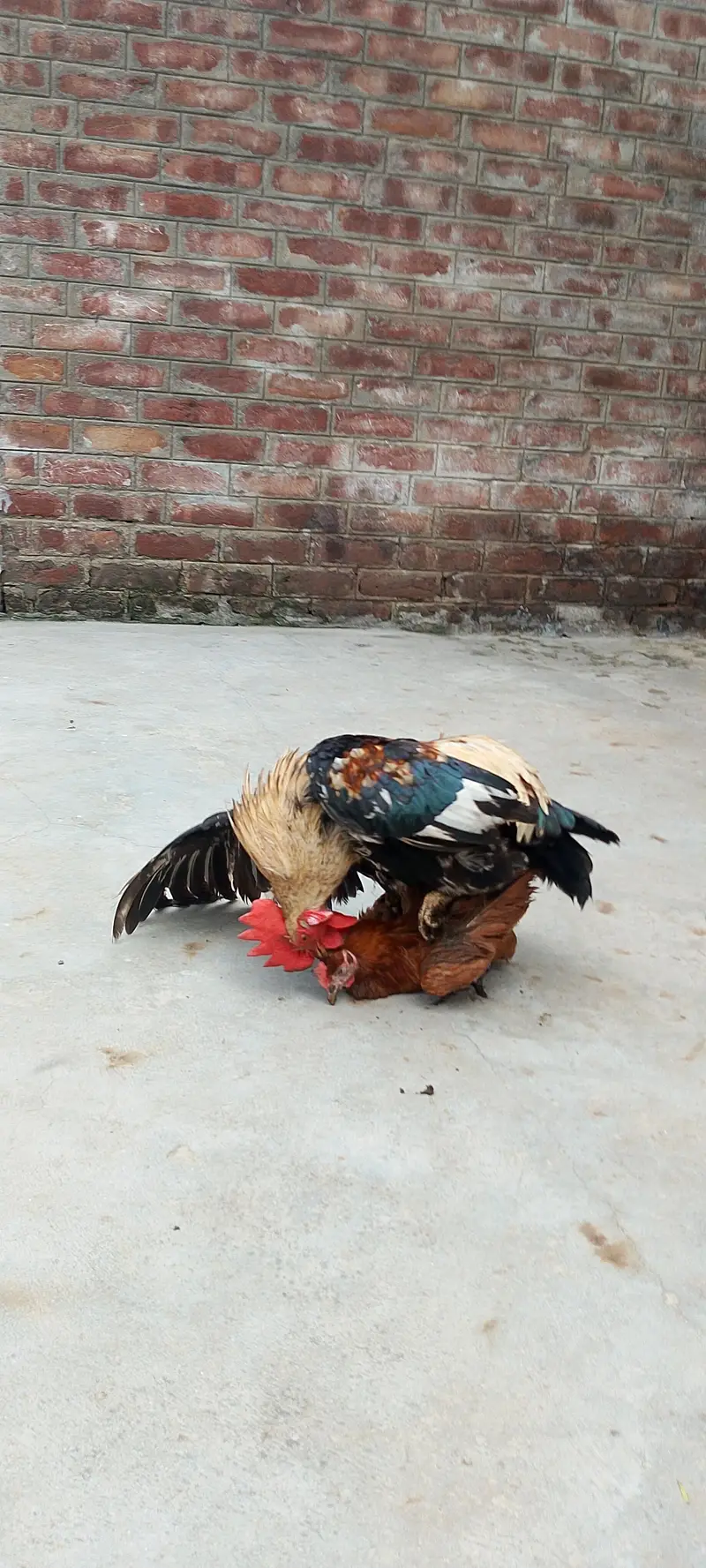 Active breaded hens pair — photo 7