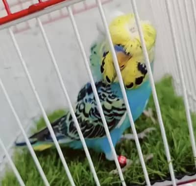 Exhibition Hogoromo Budgies