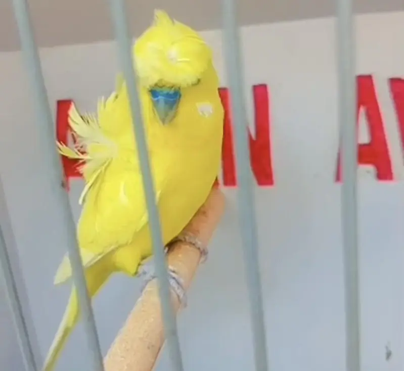 Exhibition Hogoromo Budgies — photo 2