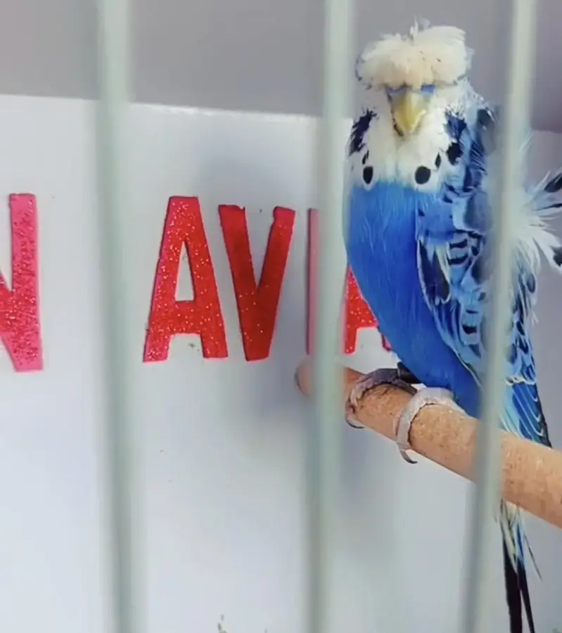 Exhibition Hogoromo Budgies — photo 3