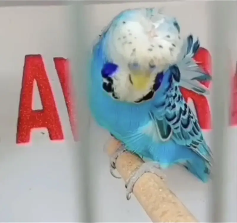 Exhibition Hogoromo Budgies — photo 4