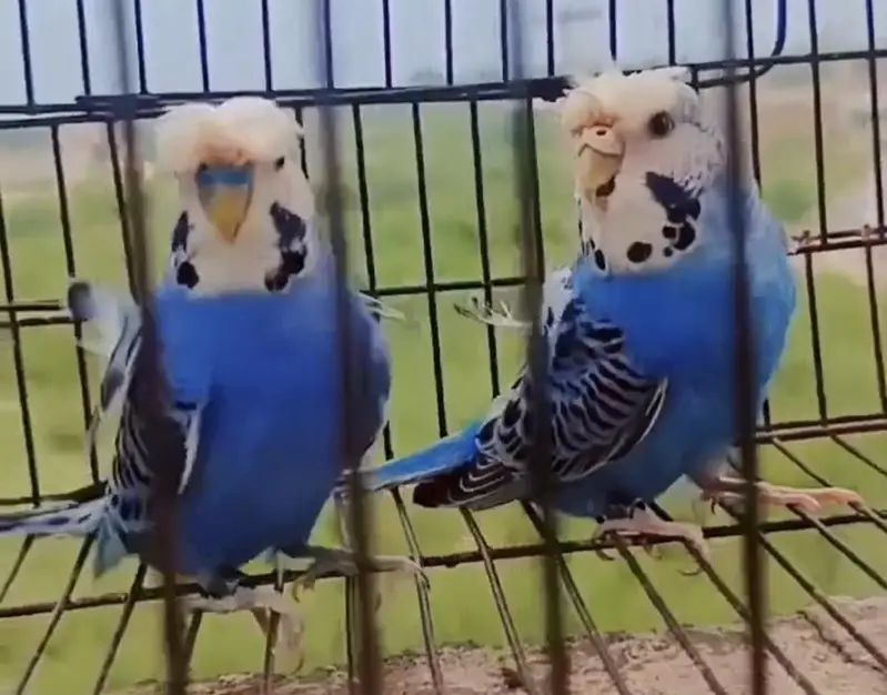 Exhibition Hogoromo Budgies — photo 5