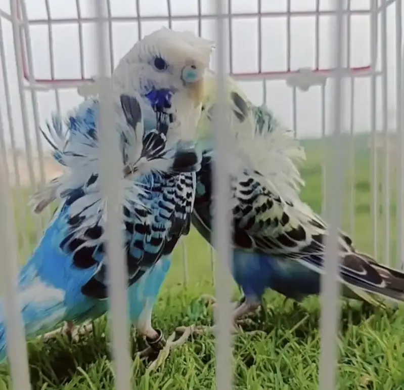 Exhibition Hogoromo Budgies — photo 6