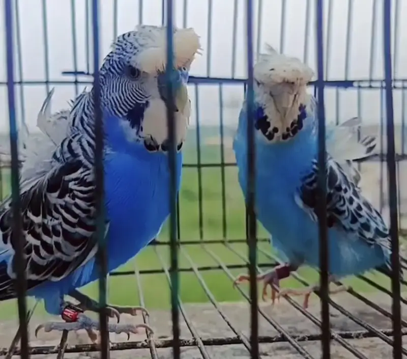 Exhibition Hogoromo Budgies — photo 7