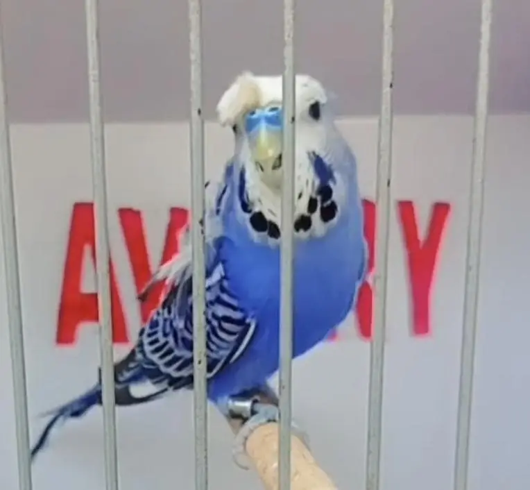 Exhibition Hogoromo Budgies — photo 8