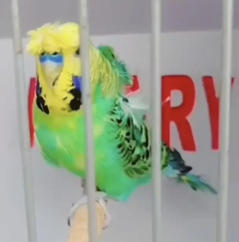 Exhibition Hogoromo Budgies — photo 9