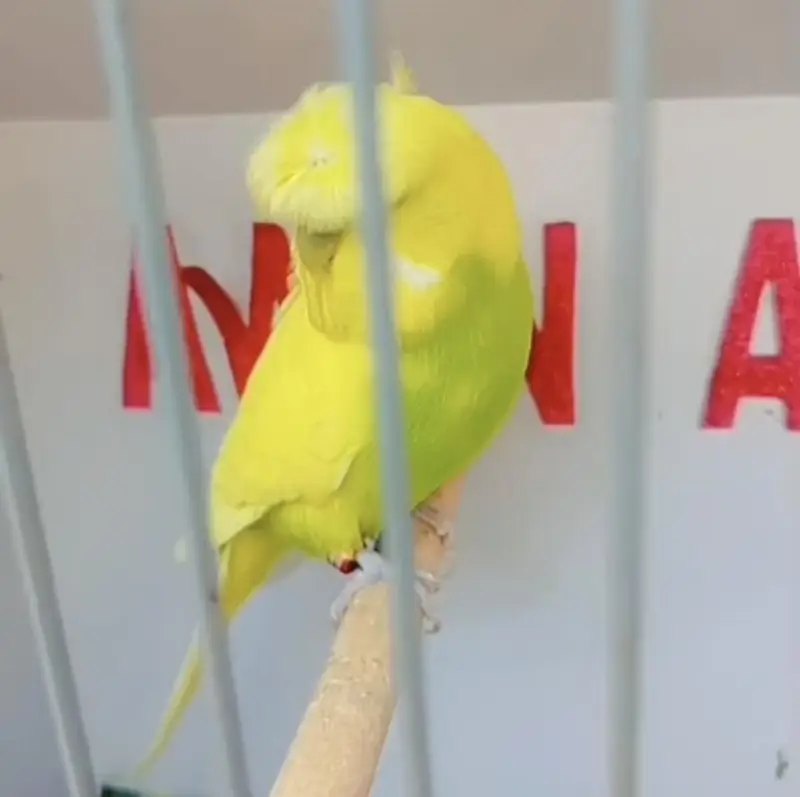 Exhibition Hogoromo Budgies — photo 10