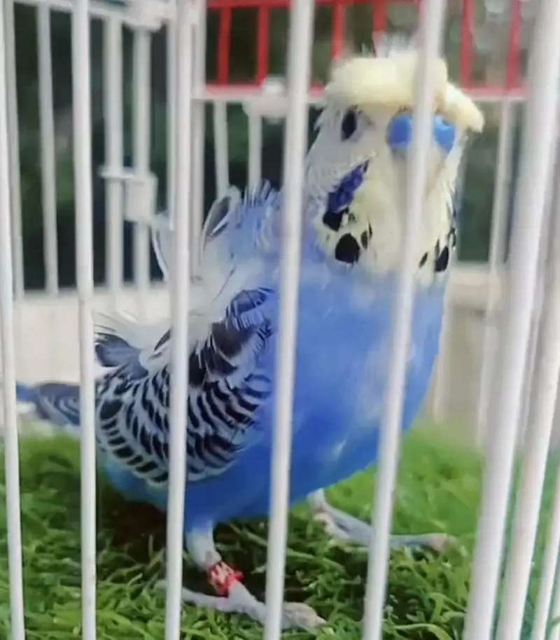 Exhibition Hogoromo Budgies — photo 11