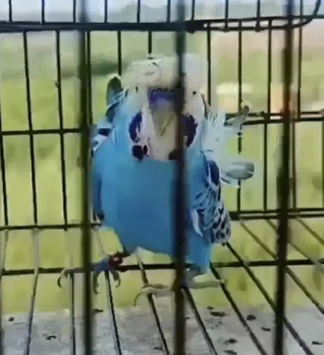 Exhibition Hogoromo Budgies — photo 12