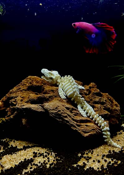 Fishes /aquatic plants / aquarium decor