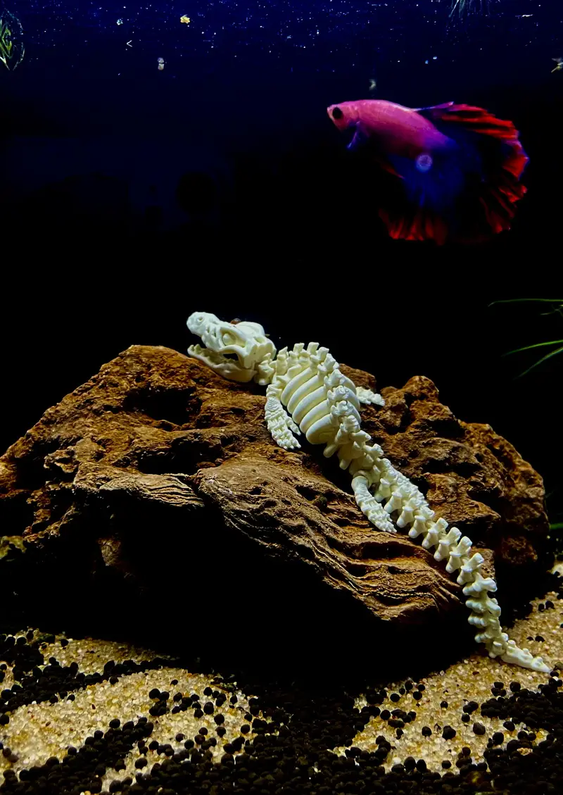 Fishes /aquatic plants / aquarium decor