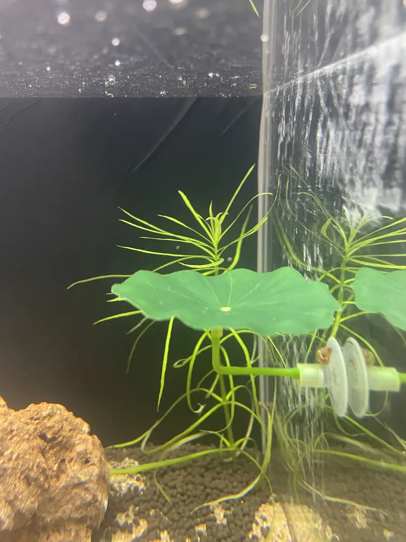 Fishes /aquatic plants / aquarium decor — photo 2