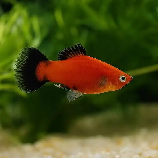 Fishes /aquatic plants / aquarium decor — photo 3