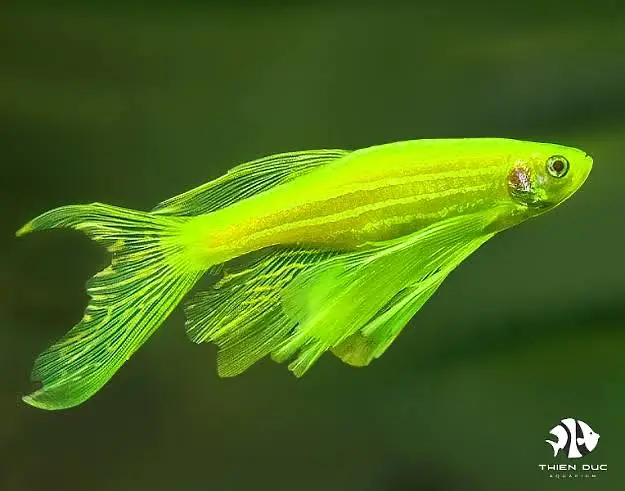 Fishes /aquatic plants / aquarium decor — photo 4