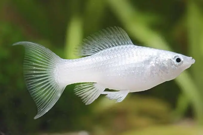 Fishes /aquatic plants / aquarium decor — photo 5