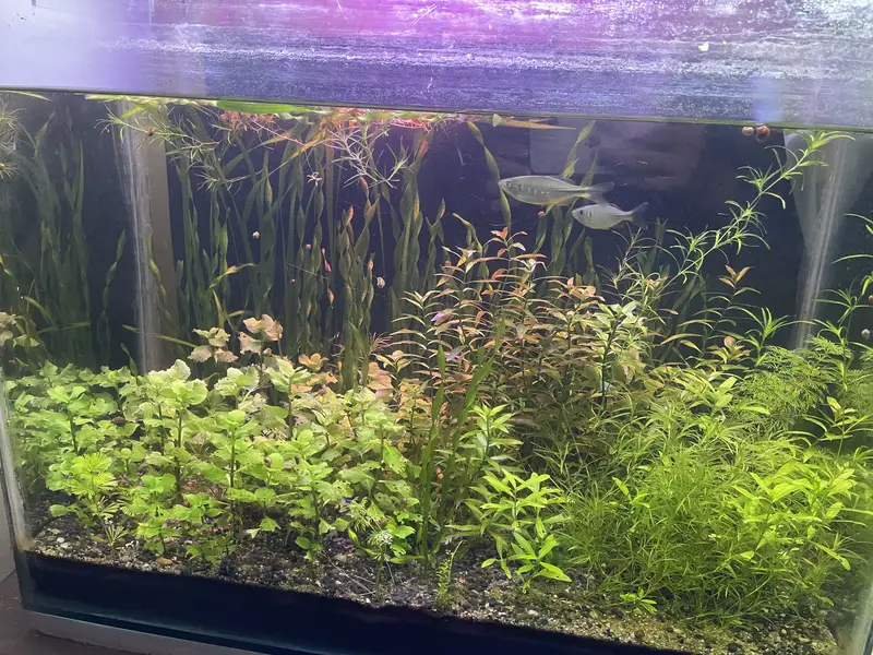 Fishes /aquatic plants / aquarium decor — photo 6