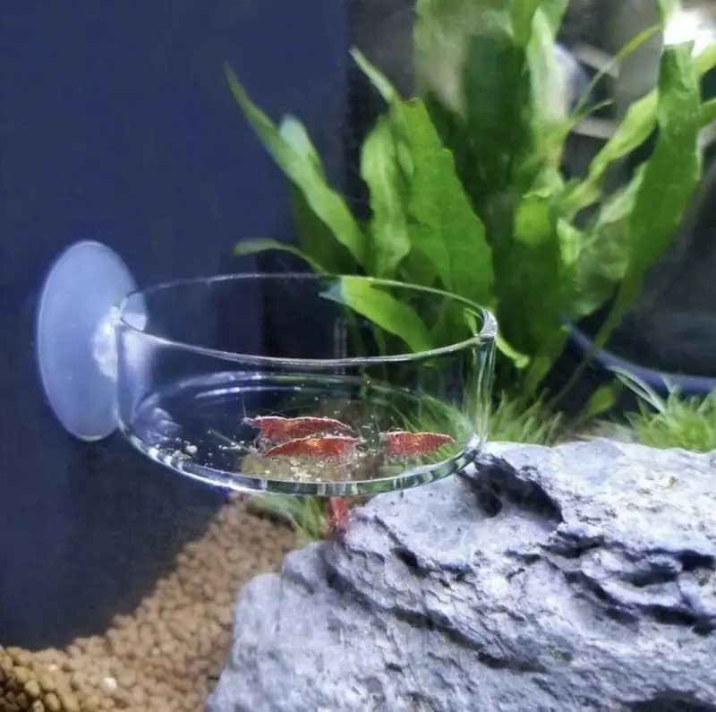 Fishes /aquatic plants / aquarium decor — photo 7