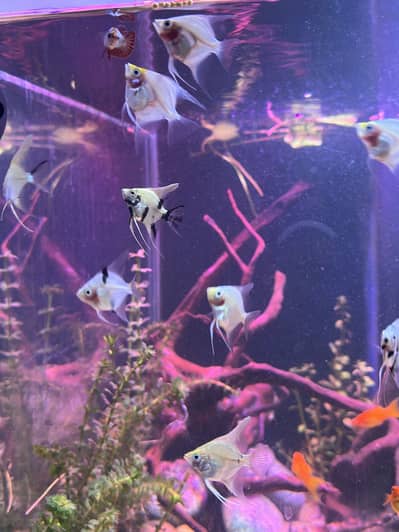 Angel fish for sell