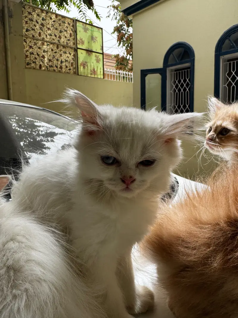 3 male 1 female — photo 4