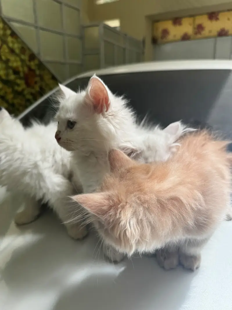 3 male 1 female — photo 5