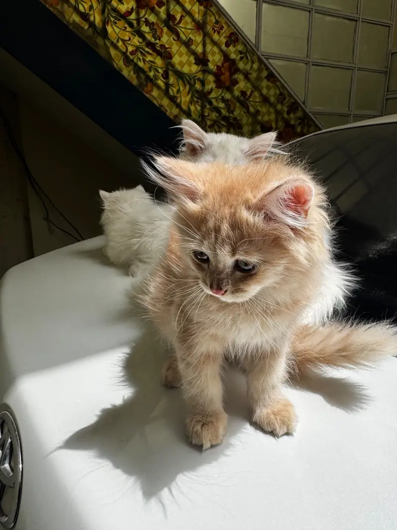 3 male 1 female — photo 6