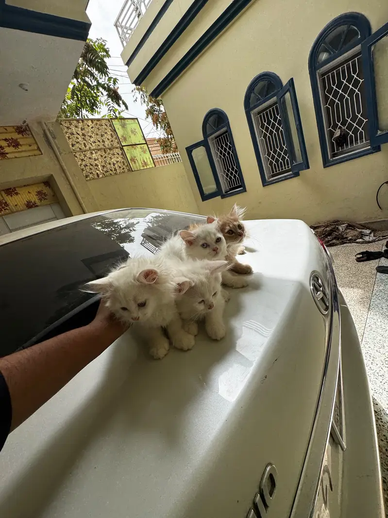3 male 1 female — photo 8