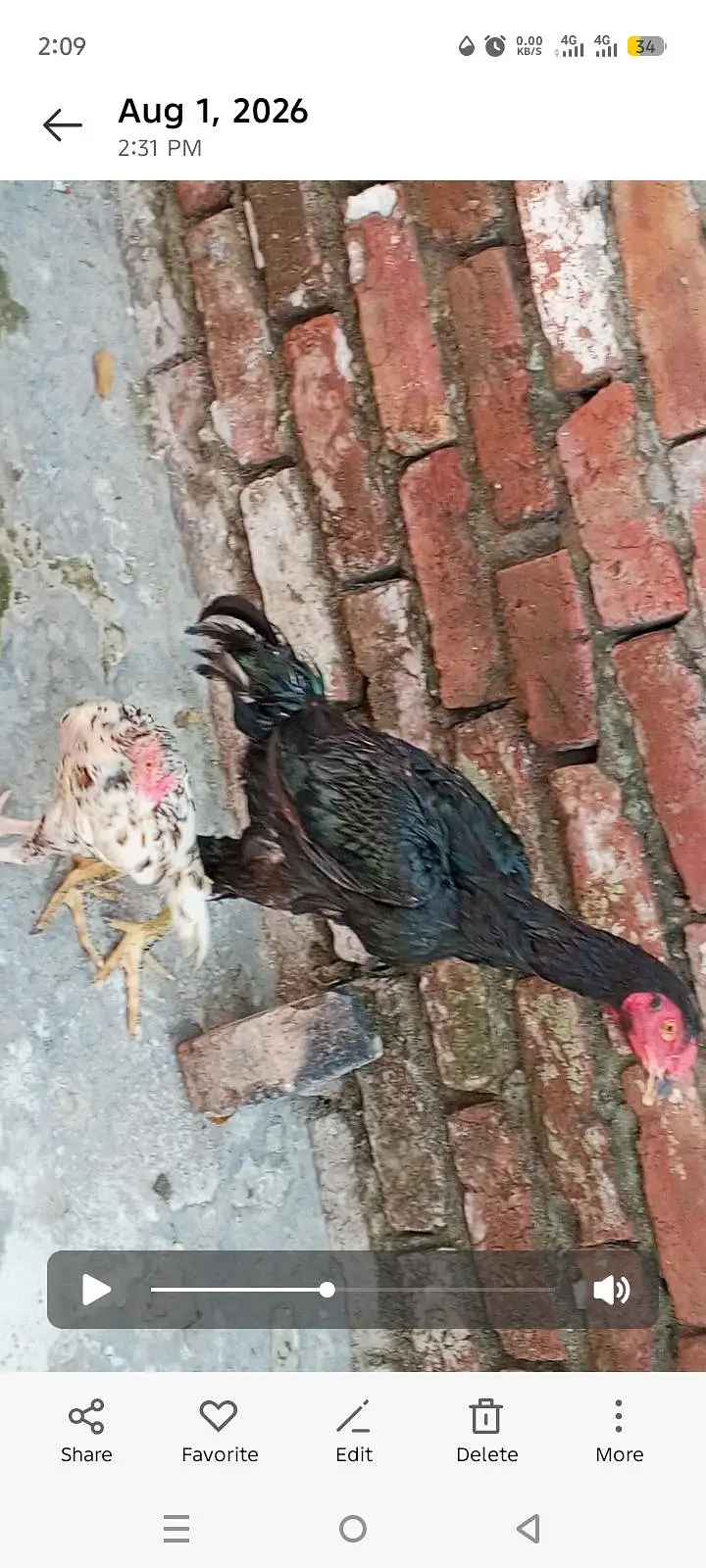 aseelnmbr 03045941017 — photo 3