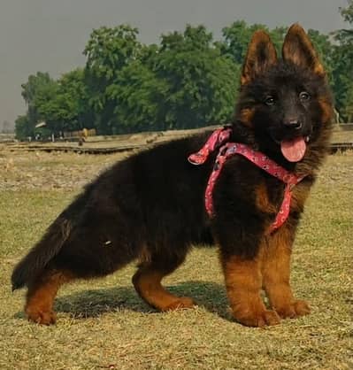 German Shepherd male puppy for sale