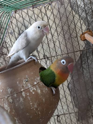Love birds for sale