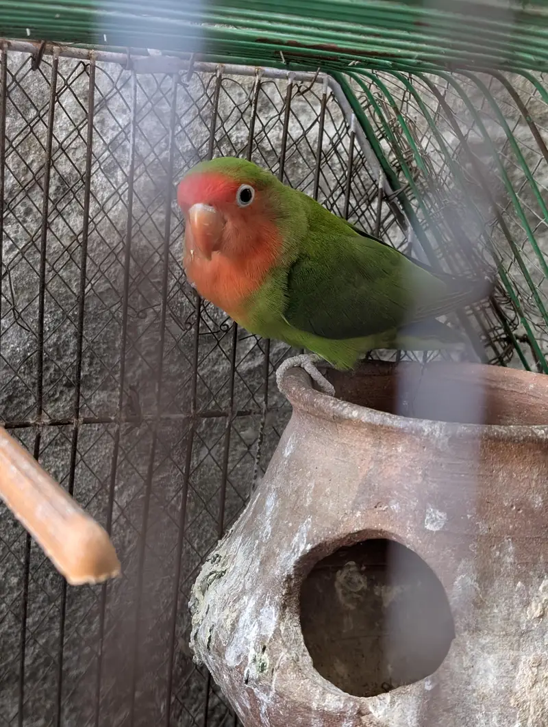 Love birds for sale — photo 2