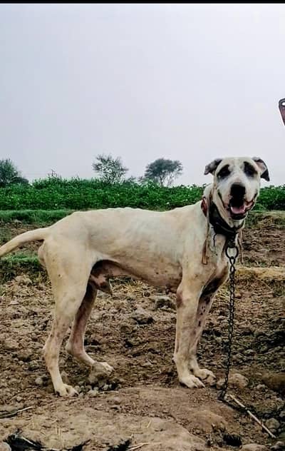 bully male dog for sale