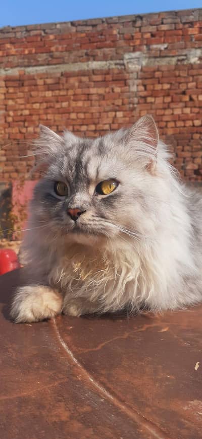 cat for sale