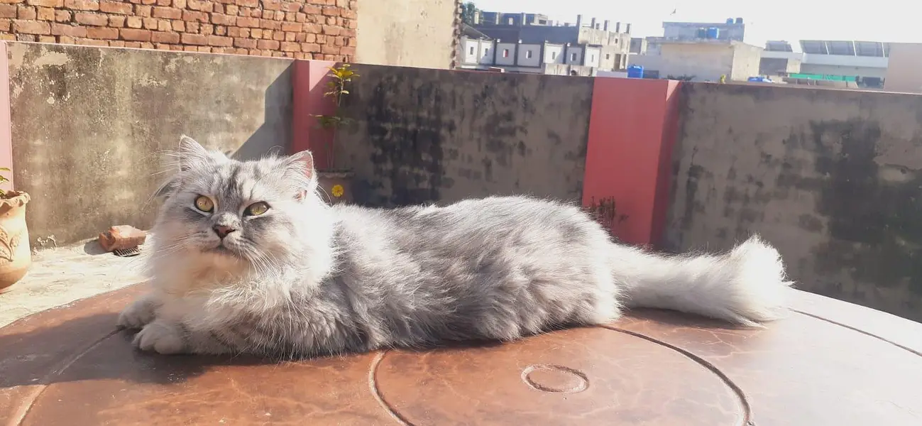 cat for sale — photo 2