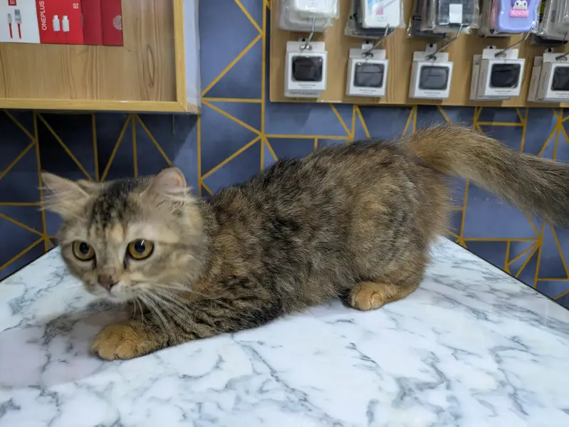 Persian Female mother and female baby cat — photo 2