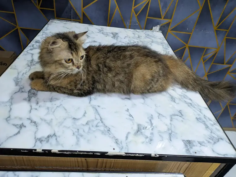 Persian Female mother and female baby cat — photo 4