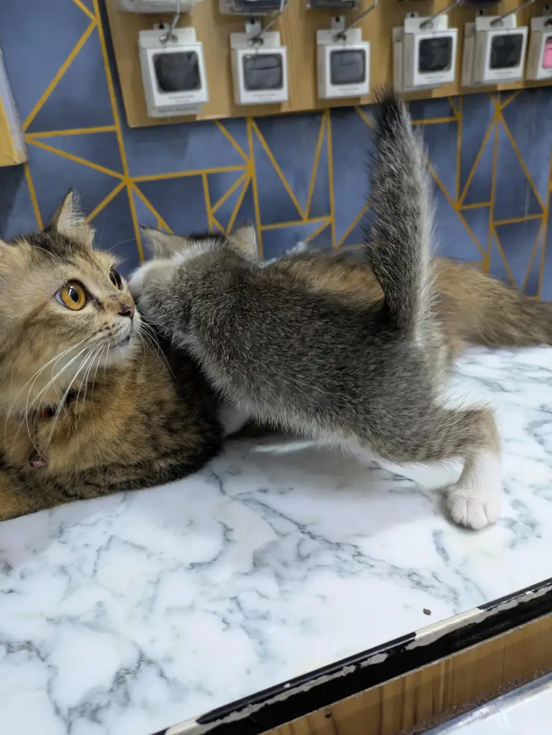 Persian Female mother and female baby cat — photo 5