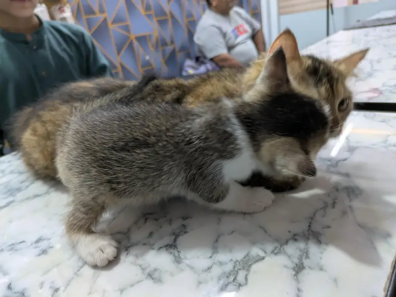 Persian Female mother and female baby cat — photo 6