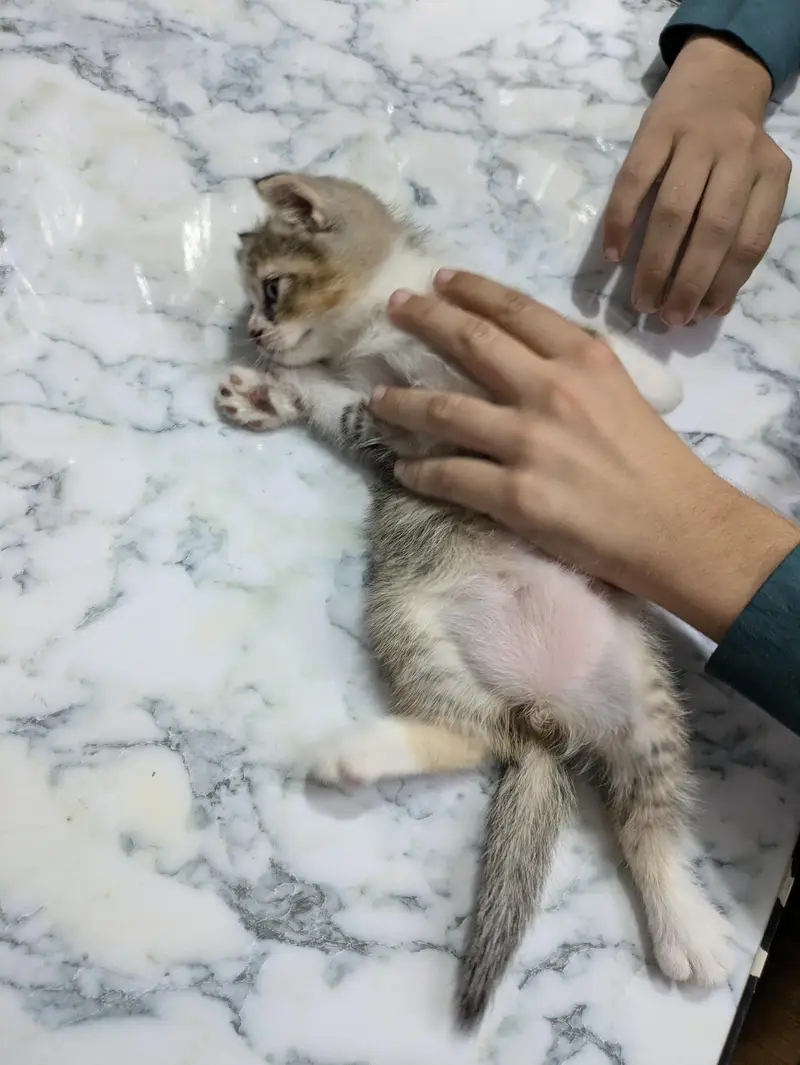 Persian Female mother and female baby cat — photo 8