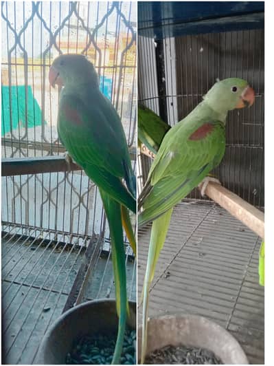 Parrot