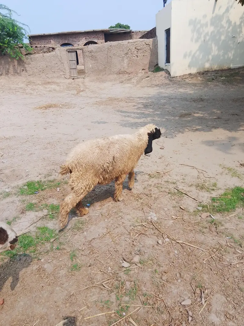 sheep for urgent sale