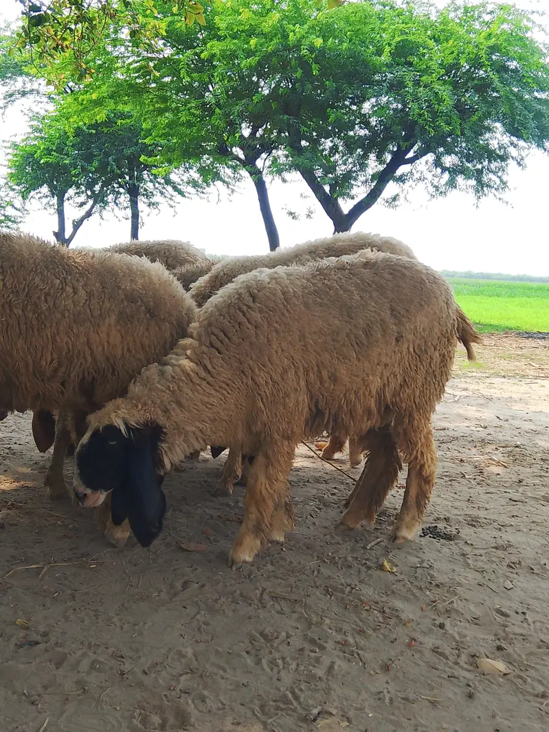 sheep for urgent sale — photo 2